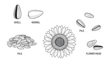 Hand drawn sunflower seeds, shell, and flower head detailed vector illustration sketch style isolated