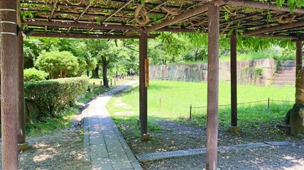 新緑が美しい初夏の公園の遊歩道と青空