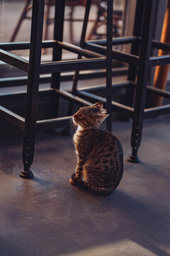 Katze im Cafe