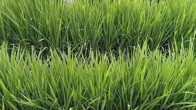 High-angle footage of vibrant green rice seedlings (Oryza sativa) growing in dense, organized rows. This shot captures the flourishing early stages of a staple grain crop in a lush paddy field.