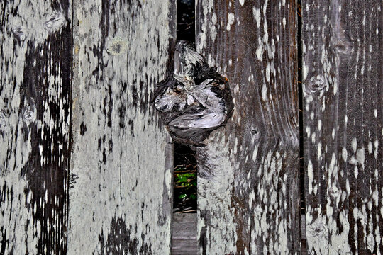 Branch and wood plank abstract 