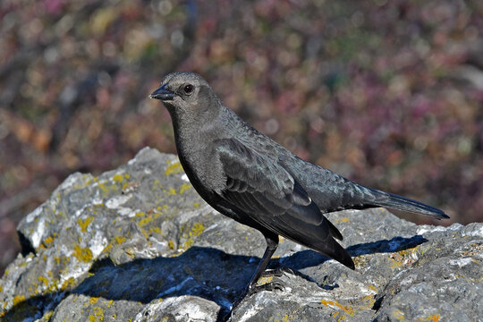 Male, brown headed cowbird (?) with subtle brown head, Bodega Bay, California 