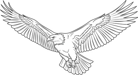Obraz premium Majestic flying eagle vector illustration, soaring bald eagle line art, hand drawn predatory bird sketch, spreading wings hunting, isolated wildlife design element,