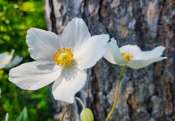white flowers in the garden