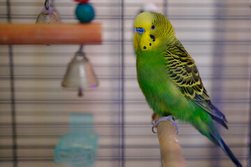 Obraz premium Close-up portrait of a green and yellow budgerigar (parakeet) perched on a wooden stick inside a cage. Popular pet bird concept representing companionship, exotic pets, and animal care
