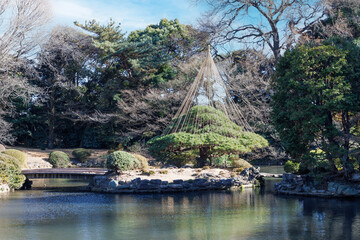 日本庭園、冬に備えて設置された雪つり