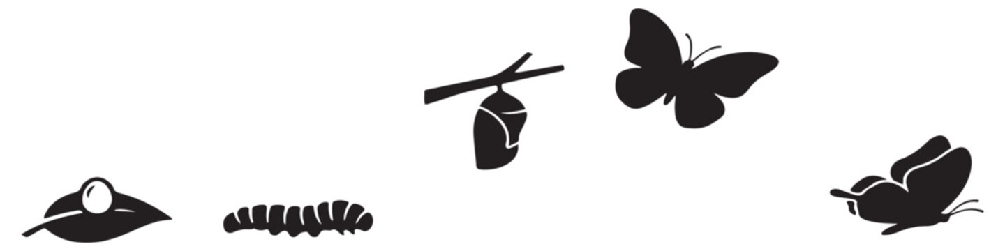 The life cycle of a butterfly shown in silhouette, from egg on a leaf to caterpillar, chrysalis, and finally a butterfly.