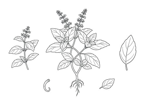Basil aromatic culinary herb plant drawing vector isolated elements with leaf and root