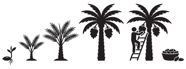 Illustration showing the life cycle of a date palm tree from seed to harvest. © Riki