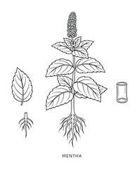 Mentha botanical illustration showing mint plant with roots leaves flower and stem section diagram © GoDesigner