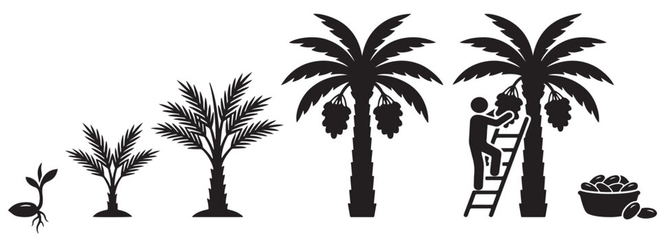 Illustration showing the life cycle of a date palm tree from seed to harvest.