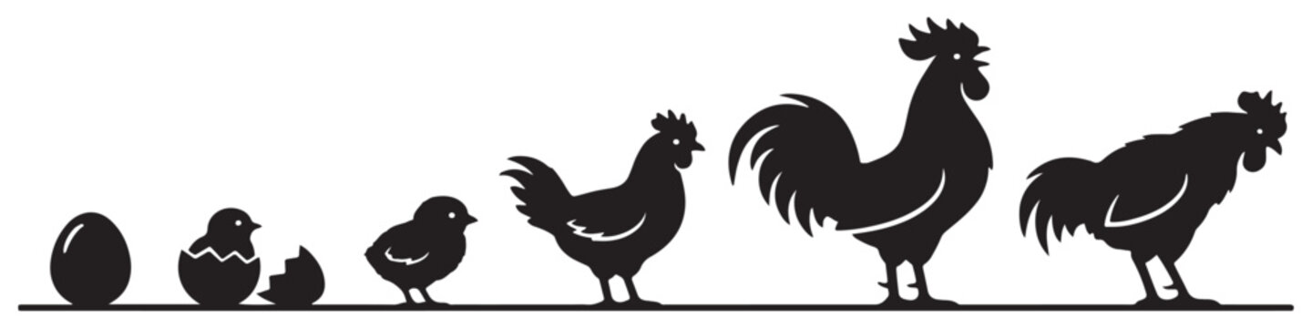 Illustration of the life cycle of a chicken, from egg to adult rooster, shown as silhouettes.