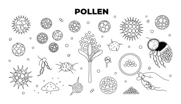 Set of pollen grains in vector art illustration for biology and science