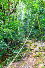 Tropical jungle rainforest trail in mountains on Ilha Grande Brazil.