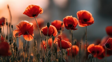 Obraz premium Vibrant Red Poppy Field Bathed in Golden Hour Sunlight With Blurred Background, Creating a Dreamy and Serene Floral Landscape