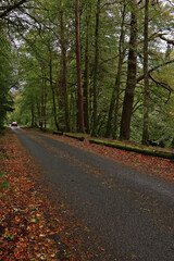 Fototapeta premium Autumn forest road in Glencoe, Scotland; woodland lane carpeted with fall foliage, towering trees with green leaves, serene countryside landscape in Scottish Highlands, seasonal nature scene