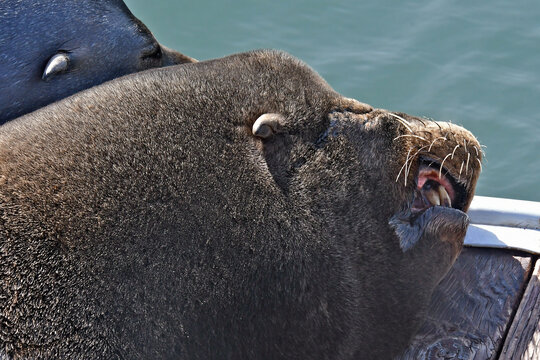 Closeup of sea Lion sleeping on pier with occasional loud snores