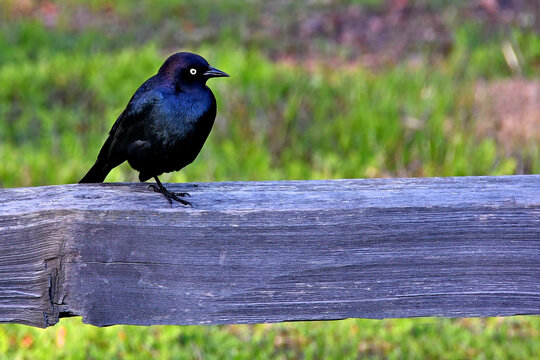 Brewer's Blackbird, Euphagus cyanocephalus, on fence rail, Bodega Bay, California