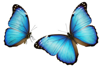 Obraz premium Three Morpho didius butterflies with vibrant iridescent blue wings and slender antennae, precisely posed on a pristine transparent background with copy space, natural beauty concept