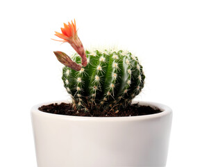 Cactus with blooming flower and bud isolated on white