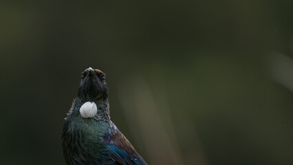 Tūī Bird Portrait on Green Background