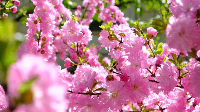 Sakura blossoms, flowers. Branches of Accolade Flowering Cherry, Knap Hill Prunus Accolade, in full bloom with pink drooping clusters of flowers in early spring. Amazing nature, freshness