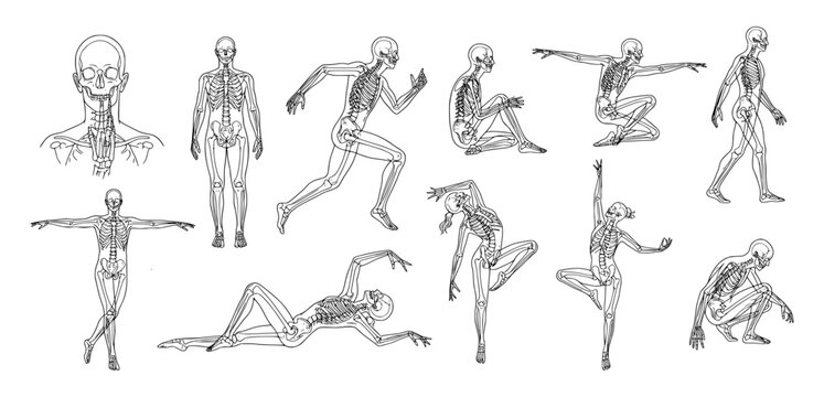 Human skeletal anatomy and body proportions in diverse action poses. Professional medical illustration of the musculoskeletal system, featuring walking, running, sitting, and dancing figures.