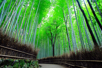 京都嵐山の嵯峨野を散策