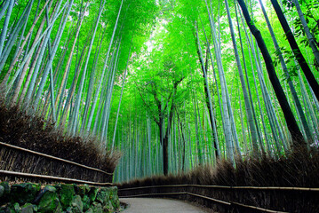 京都嵐山の嵯峨野を散策