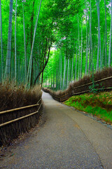 京都嵐山の嵯峨野を散策