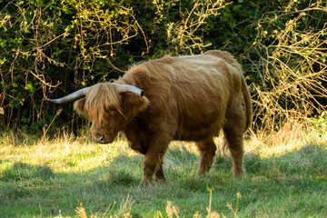 Hochland Rind - Highland Cattle mit gro&szlig;en H&ouml;rnern auf einer Weide