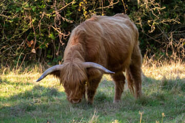Hochland Rind - Highland Cattle mit gro&szlig;en H&ouml;rnern auf einer Weide