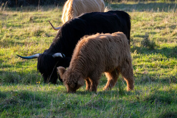 Hochland Rind - Highland Cattle mit gro&szlig;en H&ouml;rnern auf einer Weide