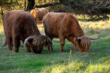 Hochland Rind - Highland Cattle mit gro&szlig;en H&ouml;rnern auf einer Weide