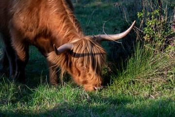 Hochland Rind - Highland Cattle mit gro&szlig;en H&ouml;rnern auf einer Weide