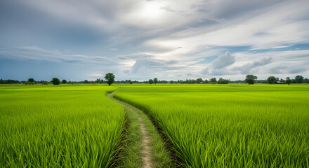 Fototapeta premium Lush Green Rice Paddy Field with Winding Path and Dramatic Cloudy Sky - Beautiful Agricultural Landscape