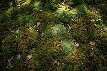 Fototapeta premium Top down view of lush green moss covering forest floor with scattered dry autumn leaves and sunlight