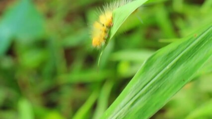 A fuzzy yellow caterpillar crawls slowly along the edge of a vibrant green leaf. Macro shot highlighting its soft bristles and natural movement.