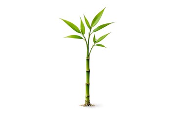 Green bamboo stalk with fresh leaves on white background isolated