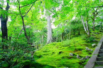 京都嵐山の嵯峨野を散策する