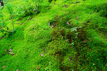 京都嵐山の嵯峨野を散策する