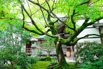 京都嵐山の嵯峨野を散策する