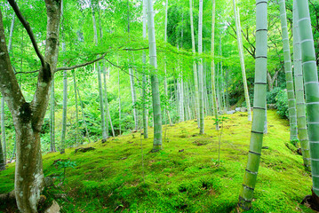 京都嵐山の嵯峨野を散策する