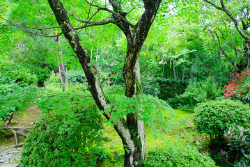 京都嵐山の嵯峨野を散策する