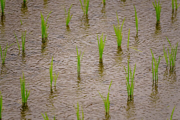 250611雨の日の田んぼ