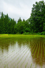 250611雨の日の田んぼ