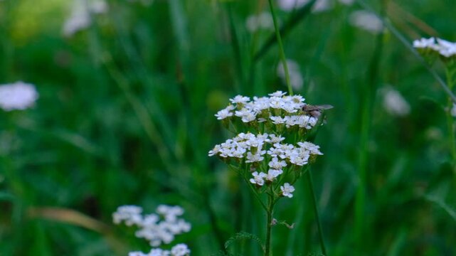 Achillea millefolium, white flower heads. Common names yarrow, common yarrow. Healthcare and medicine