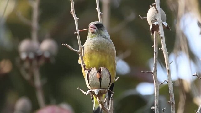 Small songbird perched on dry plant eating seeds
