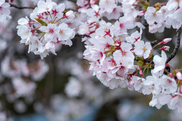 桜の美しい花のクローズアップ