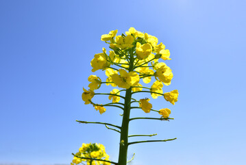 菜の花と青空